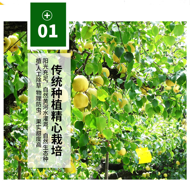 砀山酥梨 详情图 7