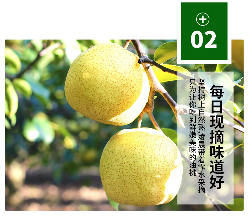 砀山酥梨 详情图 8
