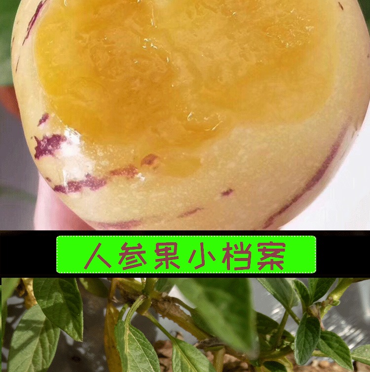 云南人参果 详情图 18