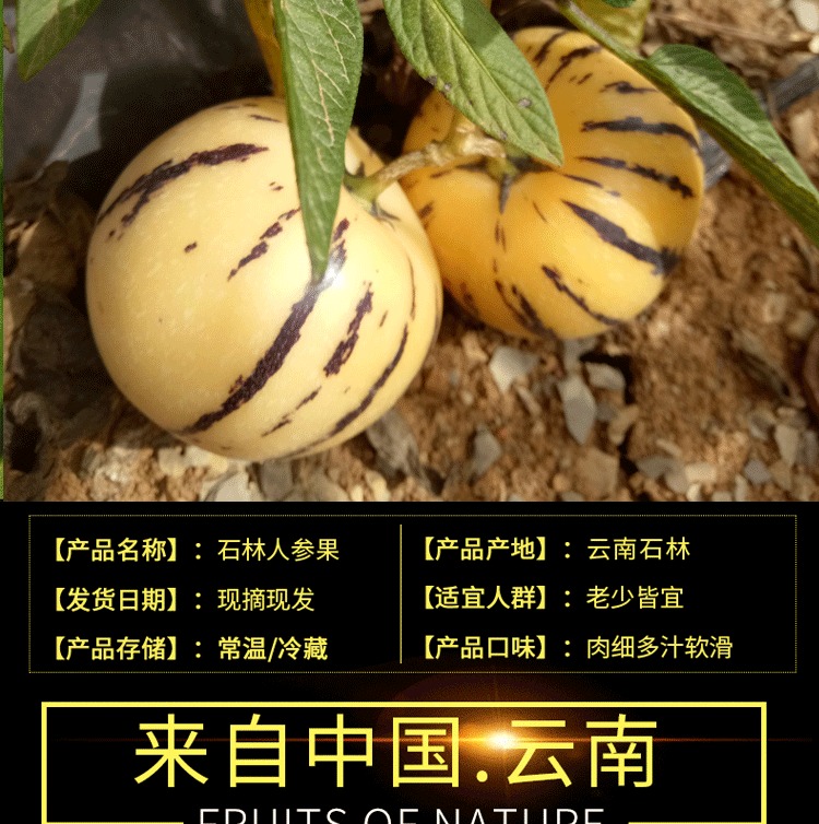 云南人参果 详情图 19