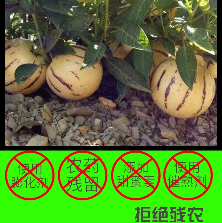 云南人参果 详情图 21