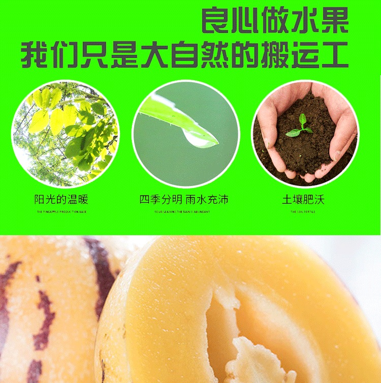 云南人参果 详情图 22