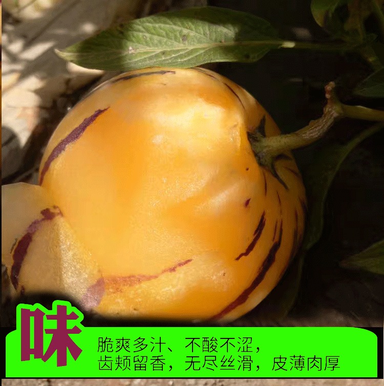 云南人参果 详情图 26