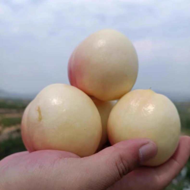 山西白如玉水蜜桃 详情图 7