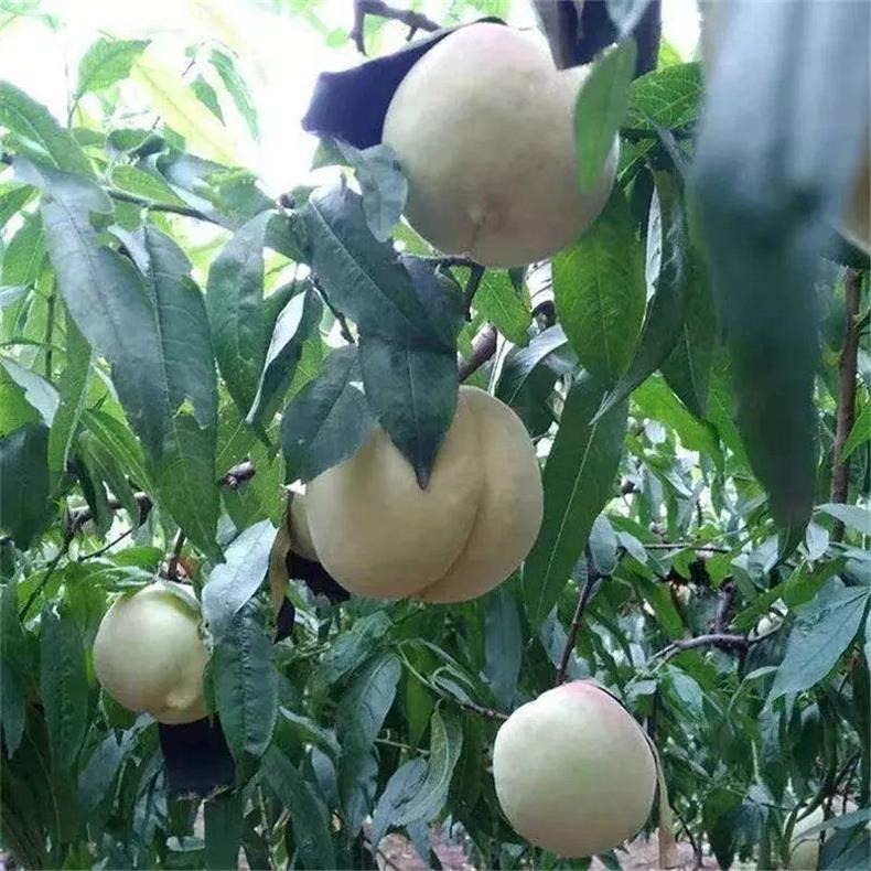 山西白如玉水蜜桃 详情图 10