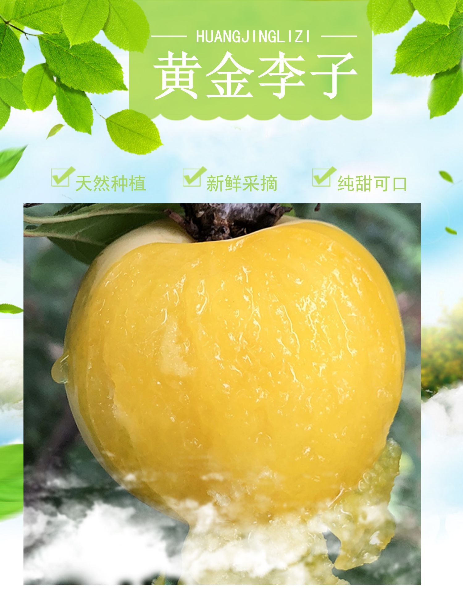 桃花李【冰糖李】 详情图 8