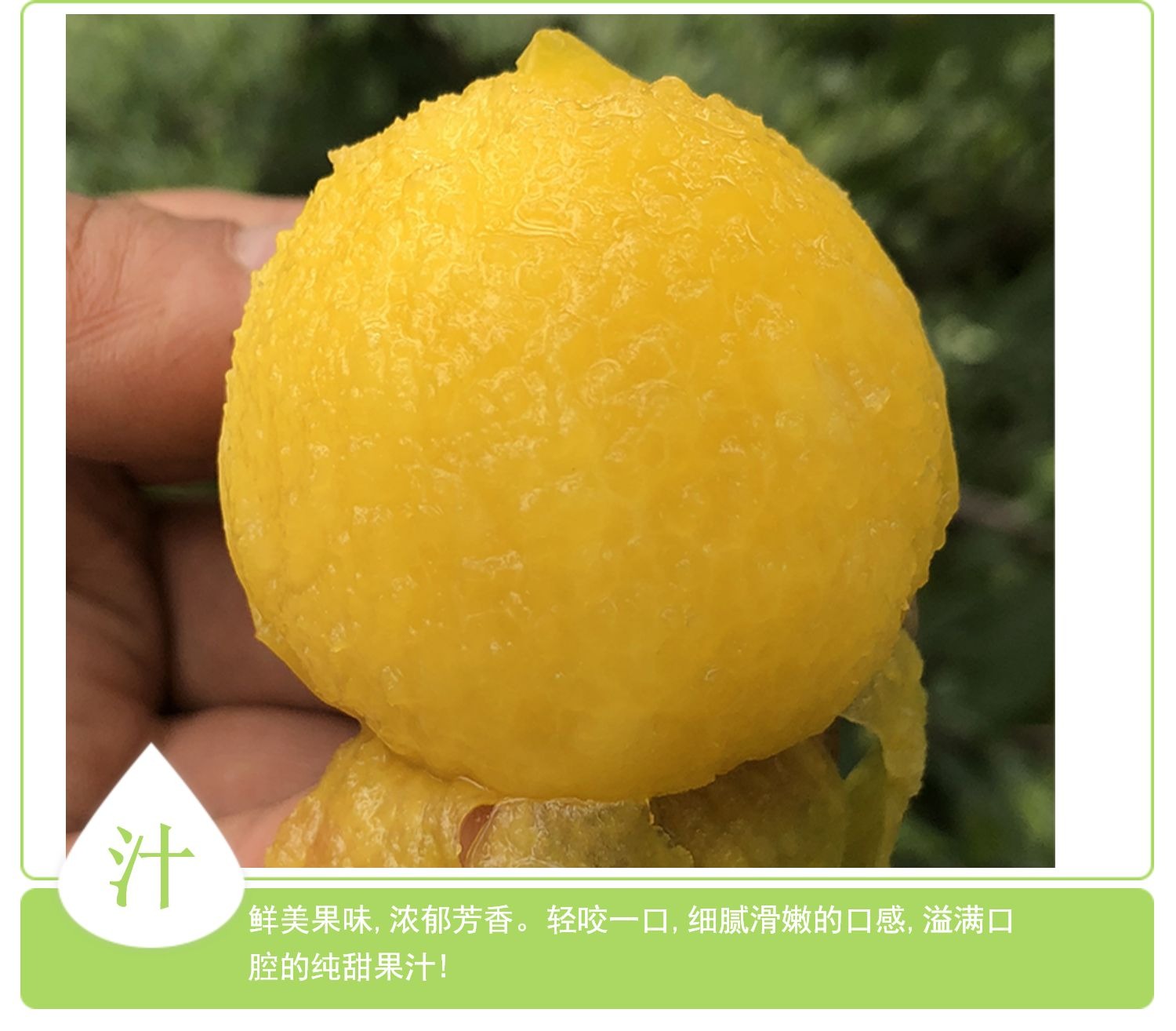 桃花李【冰糖李】 详情图 9