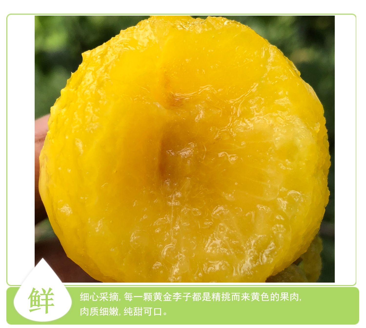 桃花李【冰糖李】 详情图 10