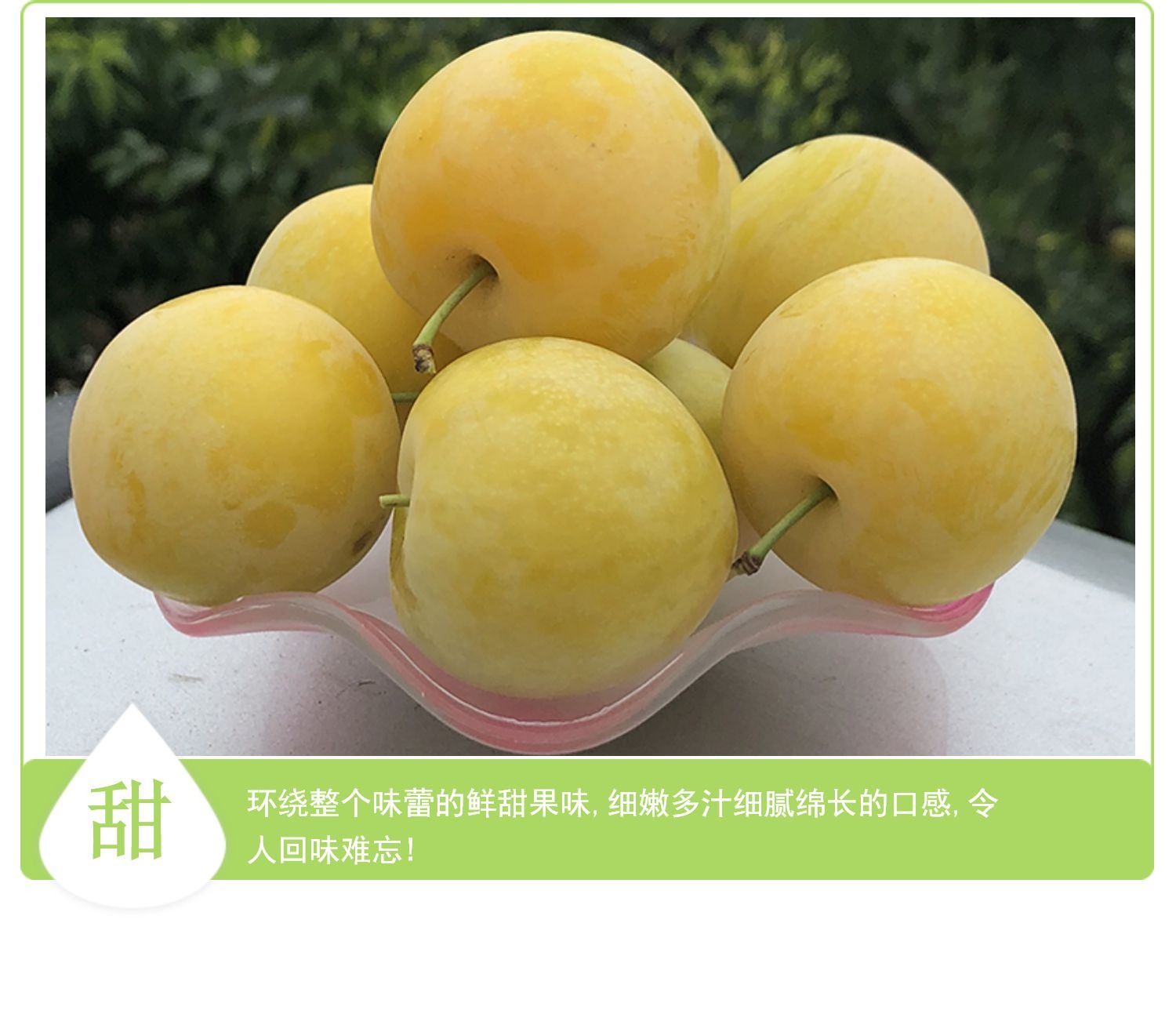 桃花李【冰糖李】 详情图 11