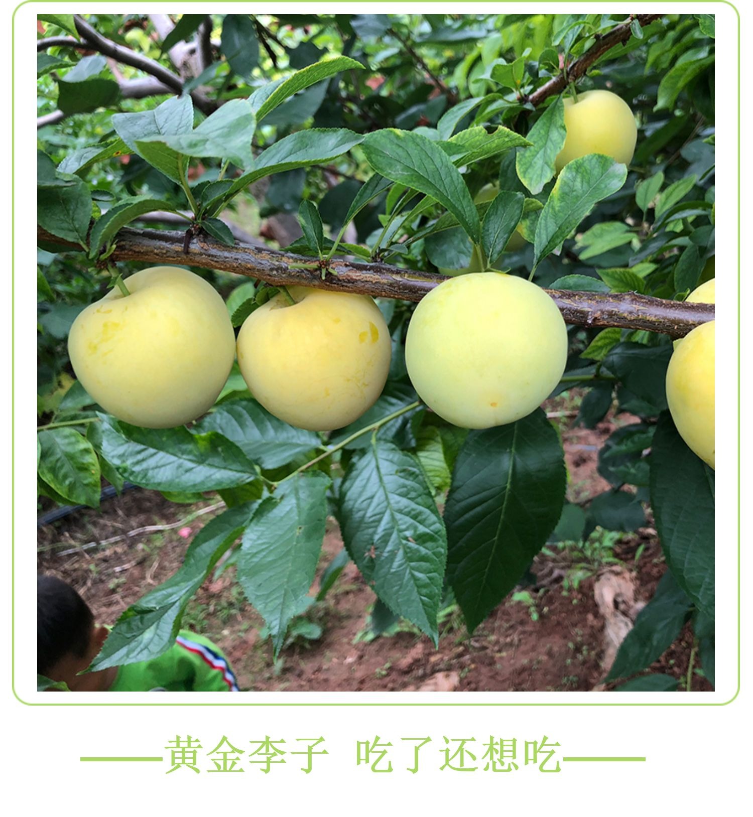 桃花李【冰糖李】 详情图 12