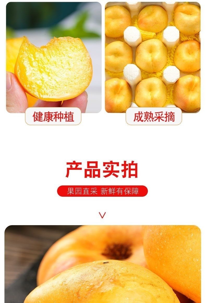 黄金油蟠桃 详情图 9