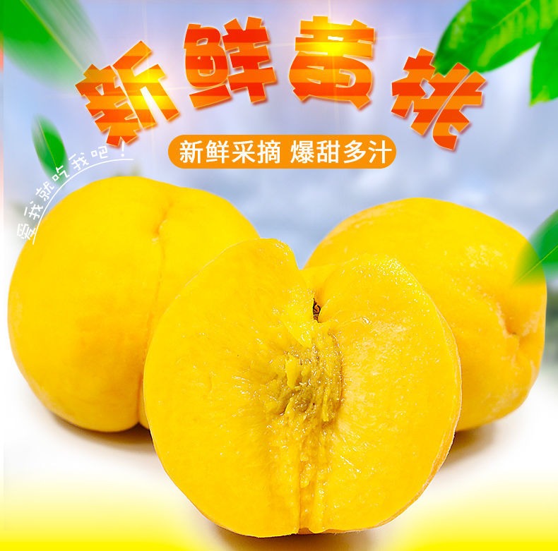 蒙阴黄桃【黄毛桃】 详情图 5