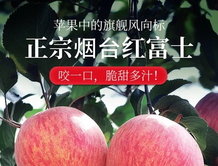 山东烟台红富士 详情图 16