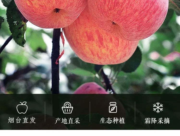 山东烟台红富士 详情图 17