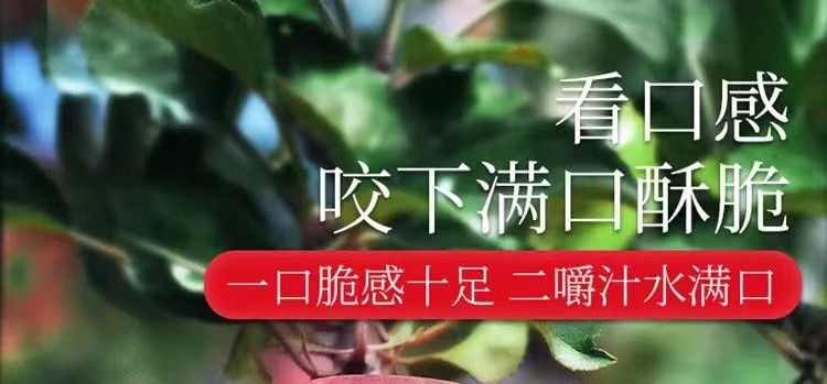 山东烟台红富士 详情图 18