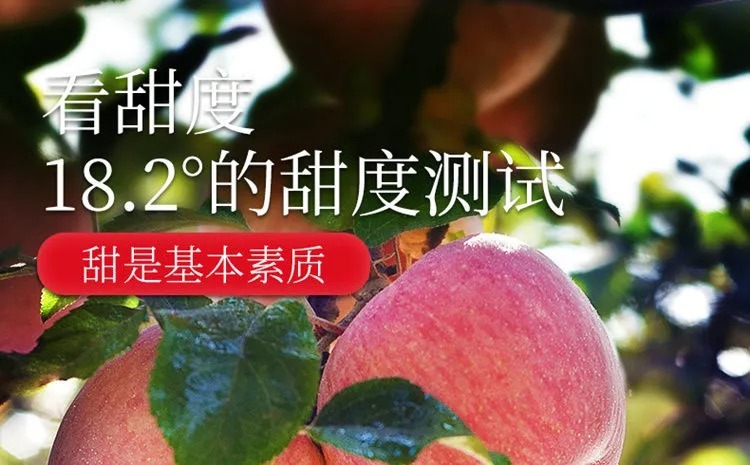 山东烟台红富士 详情图 20