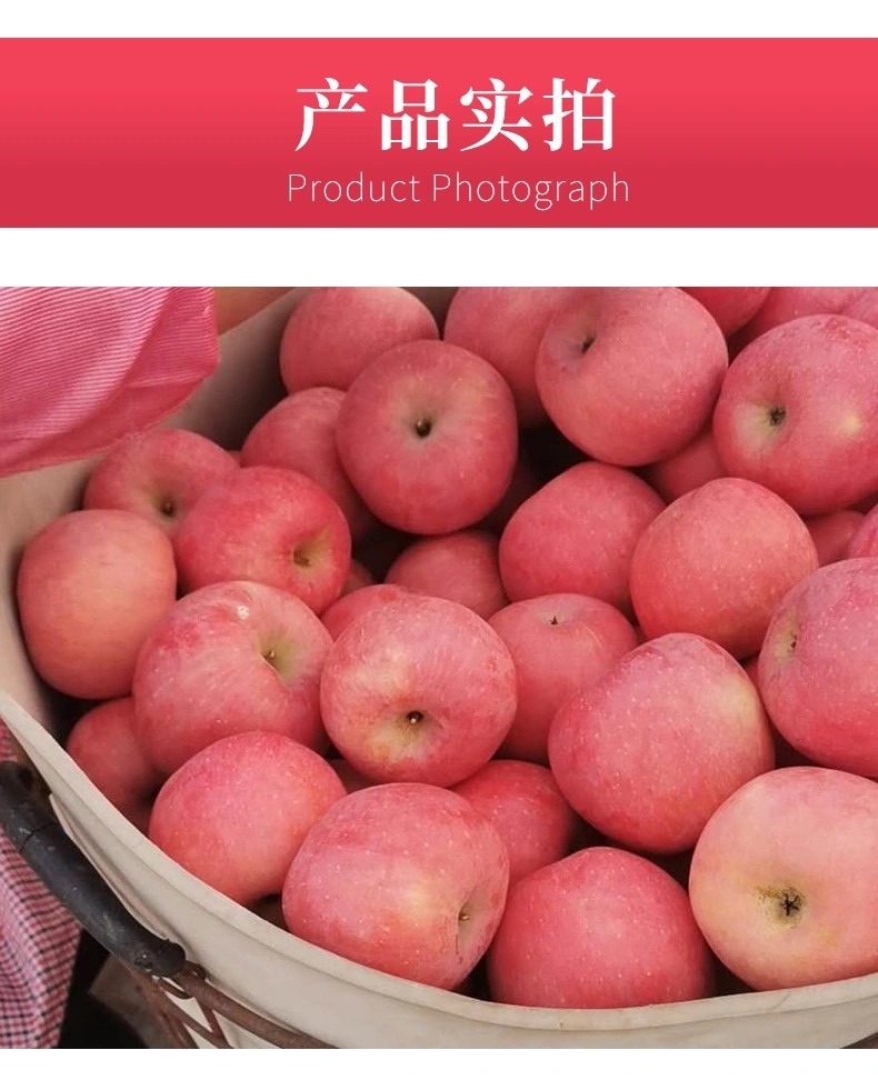 山东烟台红富士 详情图 23