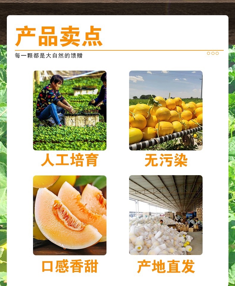 民勤蜜瓜 详情图 6