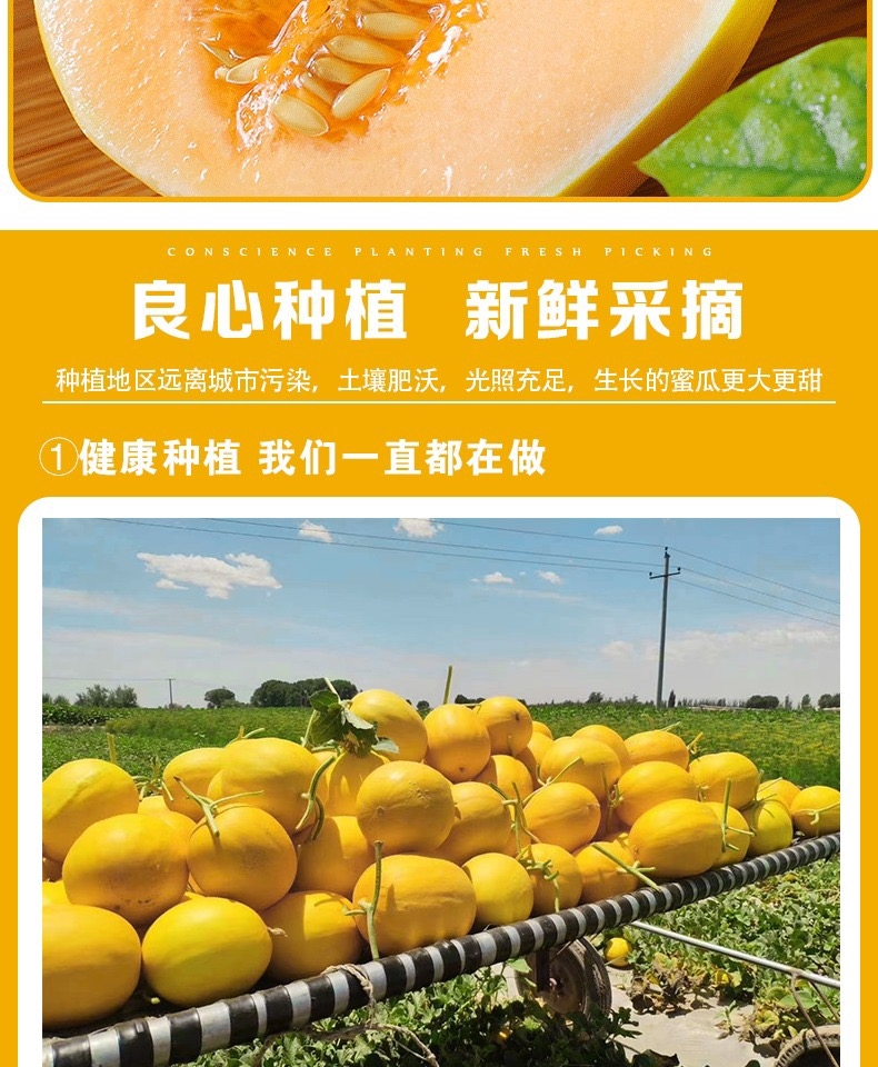 民勤蜜瓜 详情图 10
