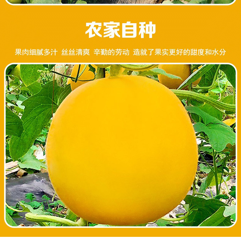 民勤蜜瓜 详情图 11