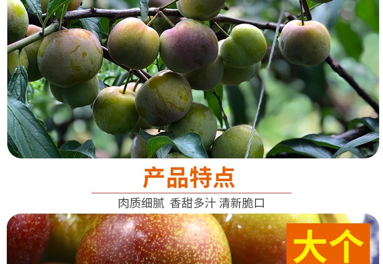 半边红李子【茵红李】 详情图 8