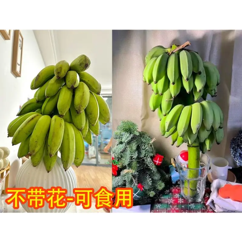 一级带杆香蕉 详情图 9