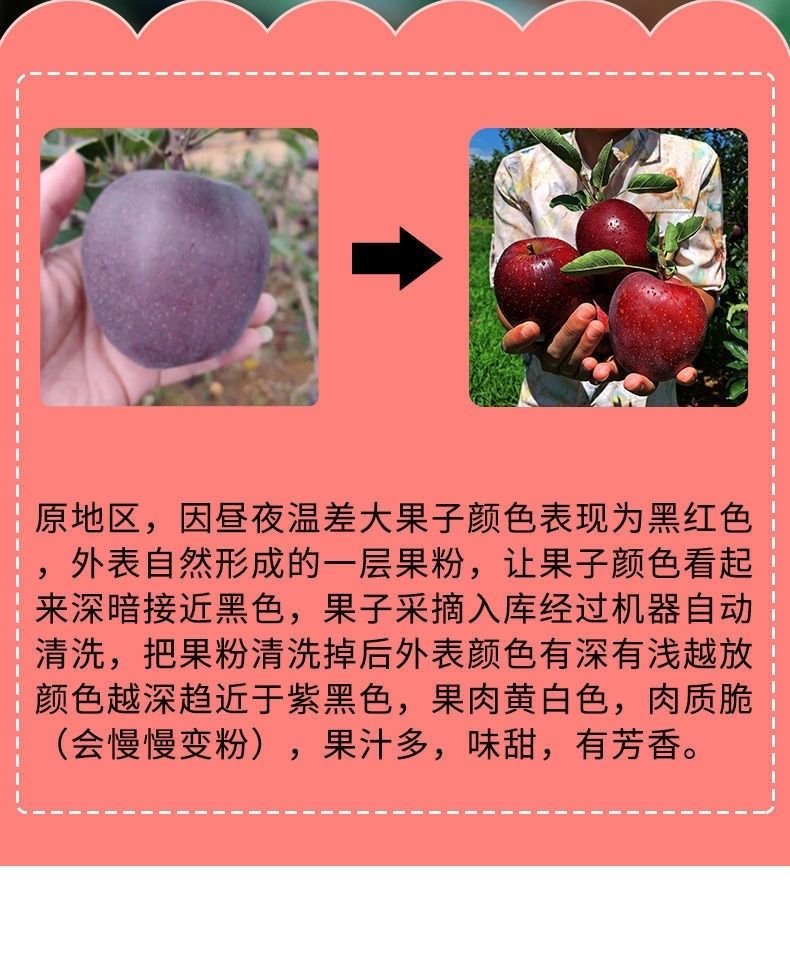 昭通黑卡苹果 详情图 5