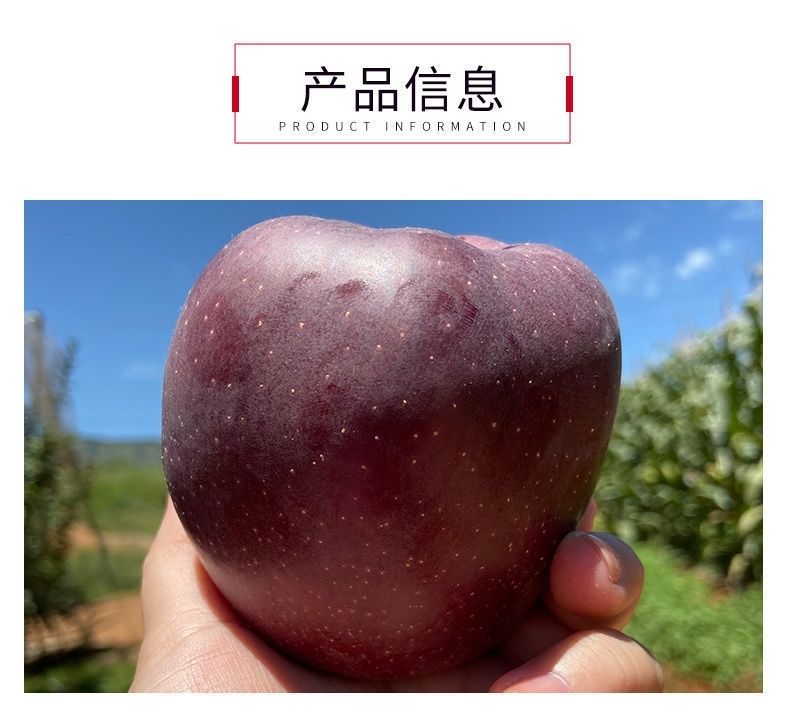 昭通黑卡苹果 详情图 6