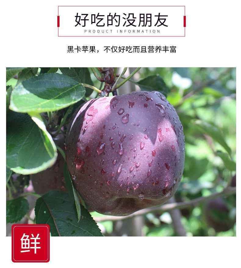 昭通黑卡苹果 详情图 8