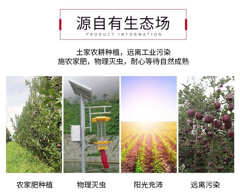 昭通黑卡苹果 详情图 10