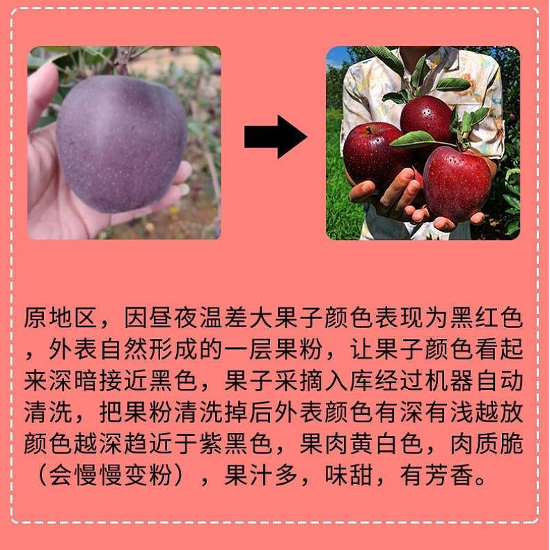 昭通黑卡苹果 详情图 1