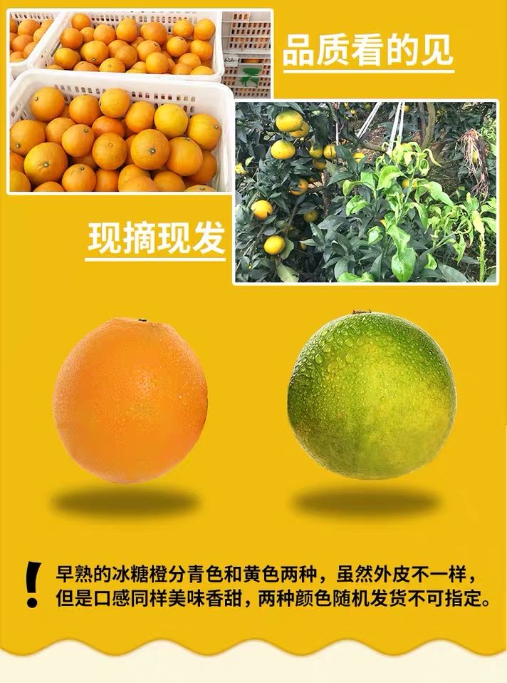 云南冰糖橙 详情图 11