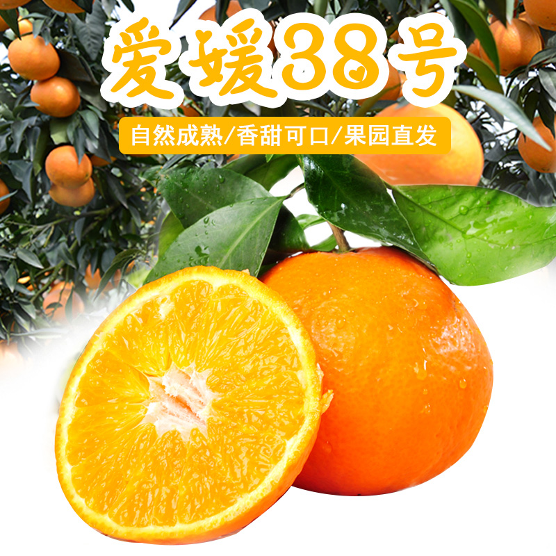 爱媛果冻橙 详情图 7