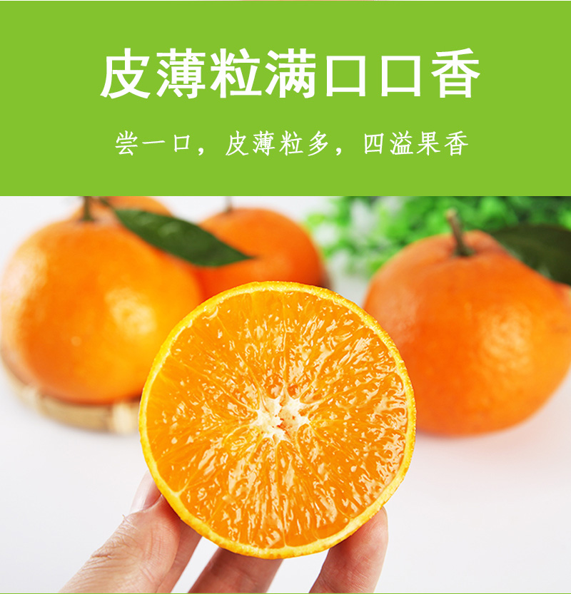 爱媛果冻橙 详情图 10