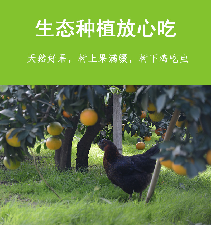 爱媛果冻橙 详情图 11