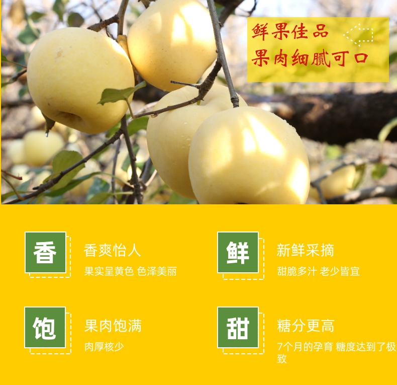 维纳斯黄金苹果 详情图 6