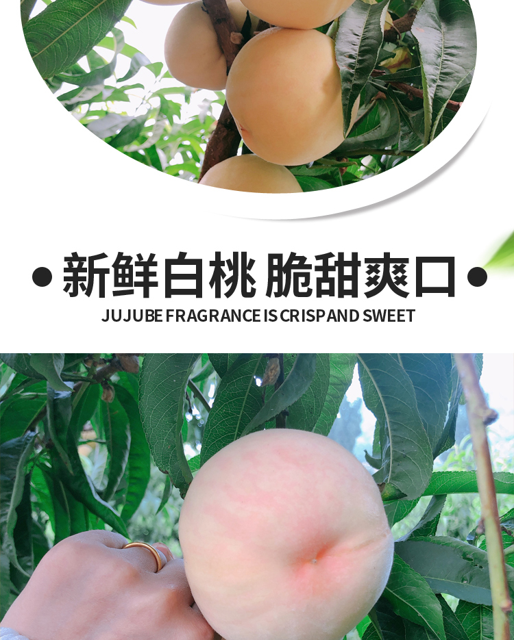 白玉大白桃【蒙阴白桃】 详情图 11