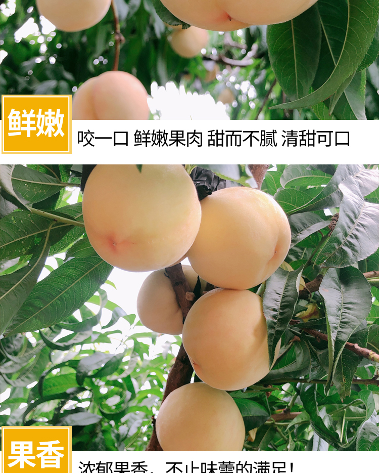 白玉大白桃【蒙阴白桃】 详情图 14