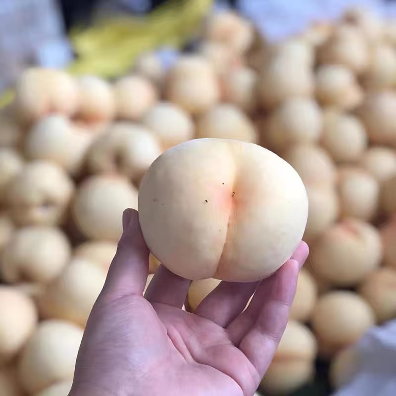 白玉大白桃【蒙阴白桃】 详情图 4