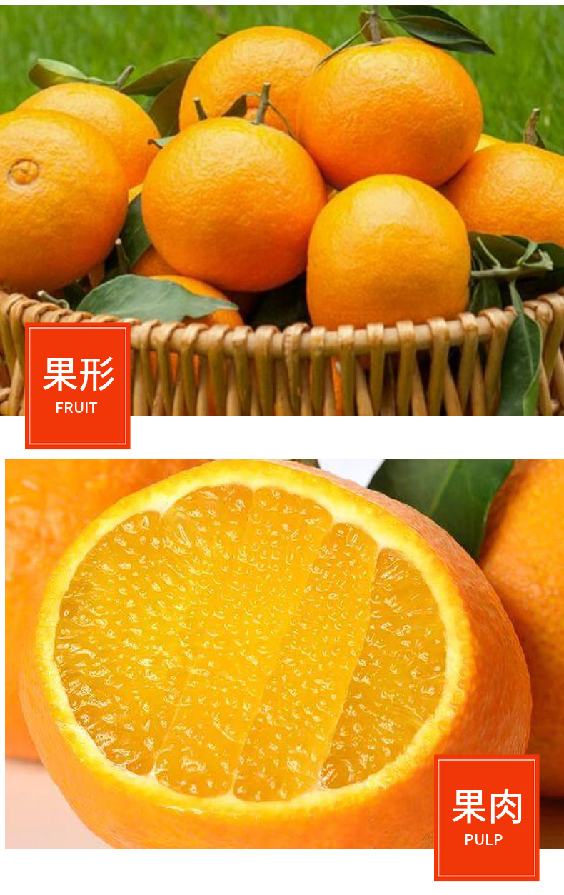 云南爱媛果冻橙 详情图 10