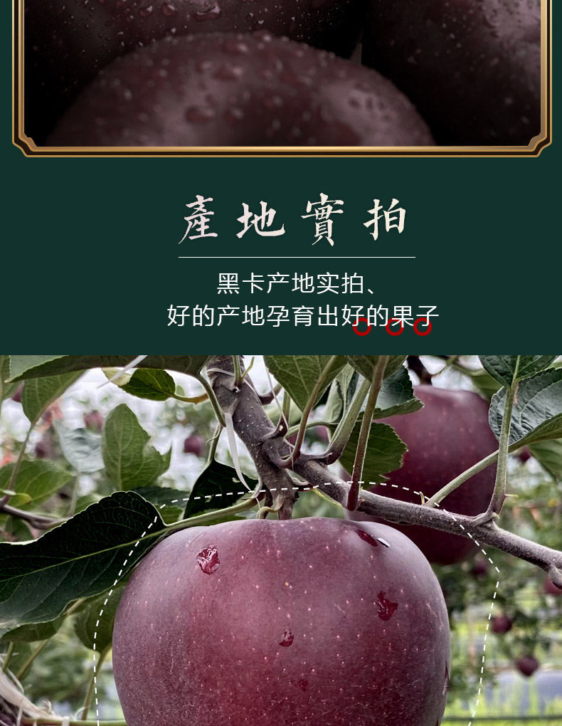 甘肃黑卡苹果 详情图 12