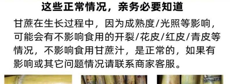 黄金甘蔗 详情图 5