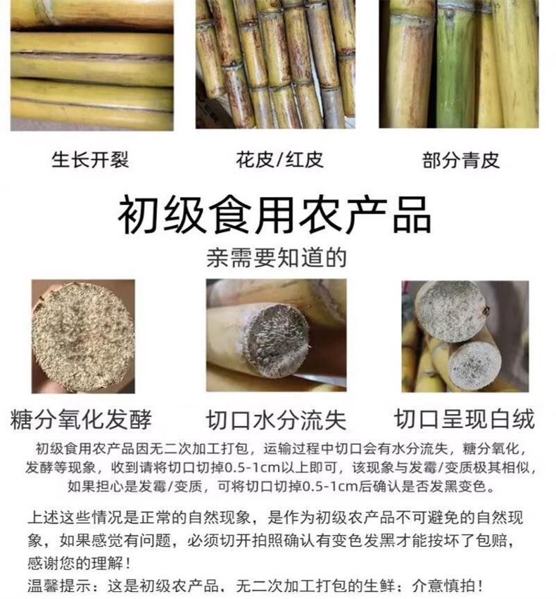 黄金甘蔗 详情图 8