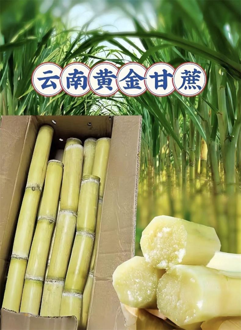 黄金甘蔗 详情图 9