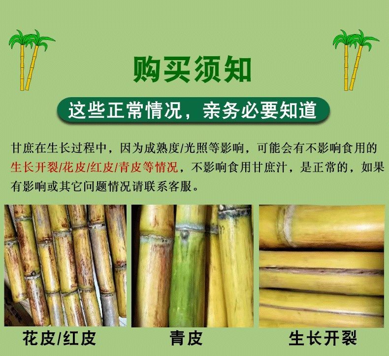 黄金甘蔗 详情图 15