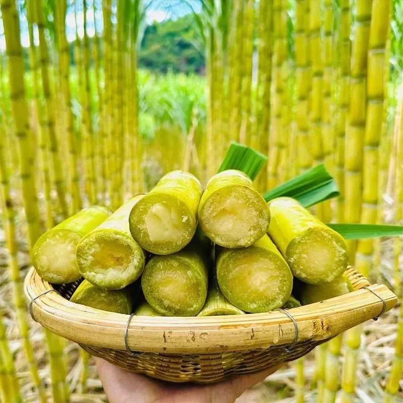黄金甘蔗 详情图 3