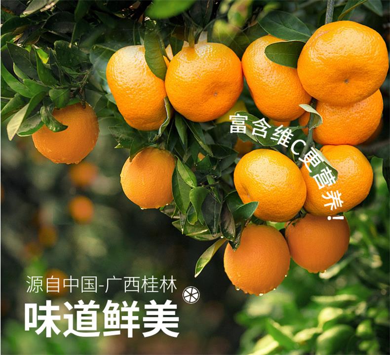 金秋砂糖橘 详情图 8