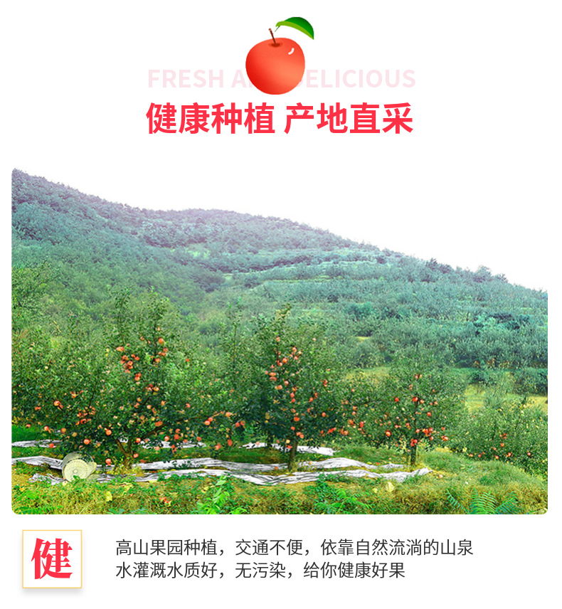 四川丑苹果 详情图 10