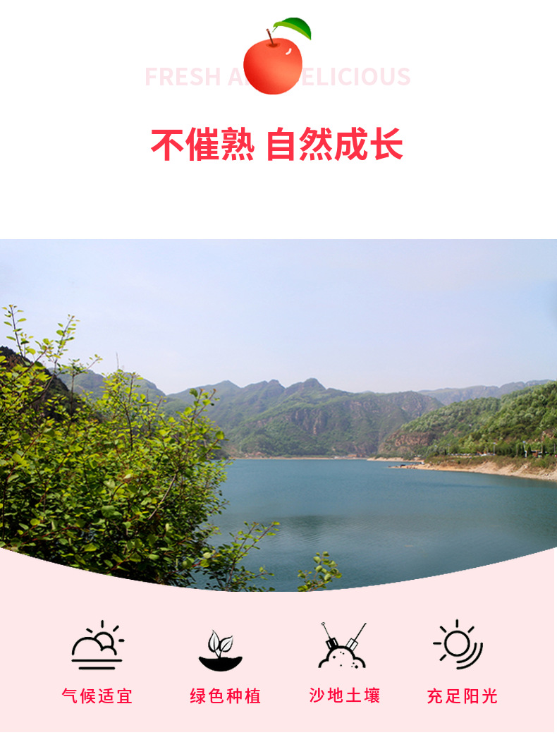 四川丑苹果 详情图 13