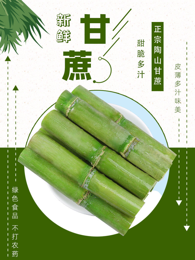 陶山甘蔗 详情图 5
